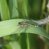 J01_2052 Acisoma panorpoides